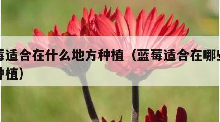 蓝莓适合在什么地方种植（蓝莓适合在哪些地方种植）