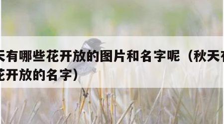 秋天有哪些花开放的图片和名字呢（秋天有什么花开放的名字）