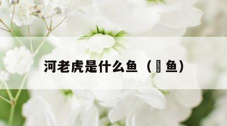 河老虎是什么鱼（鳡鱼）