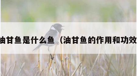 油甘鱼是什么鱼（油甘鱼的作用和功效）