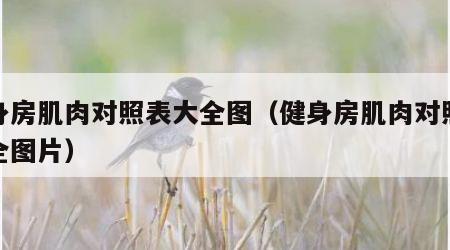 健身房肌肉对照表大全图（健身房肌肉对照表大全图片）