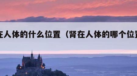 肾在人体的什么位置（肾在人体的哪个位置图片）