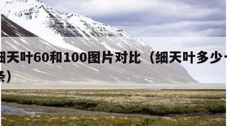细天叶60和100图片对比（细天叶多少一条）