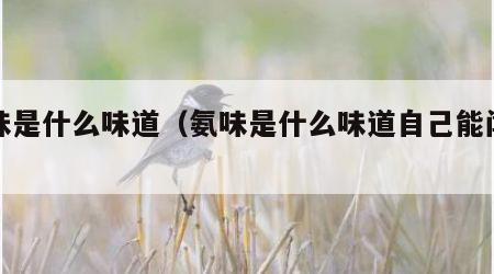 氨味是什么味道（氨味是什么味道自己能闻到嘛）