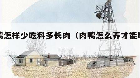 肉鸭怎样少吃料多长肉（肉鸭怎么养才能增重）