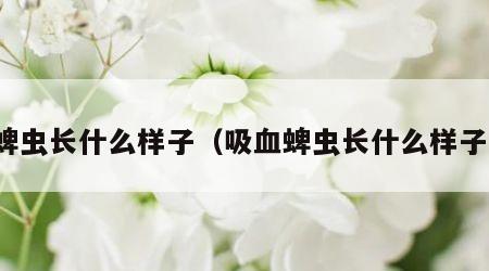 蜱虫长什么样子（吸血蜱虫长什么样子）