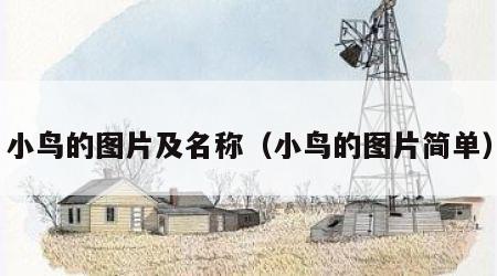 小鸟的图片及名称（小鸟的图片简单）