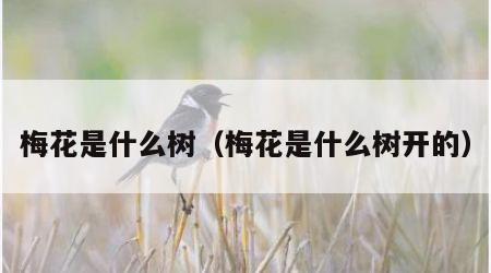 梅花是什么树（梅花是什么树开的）