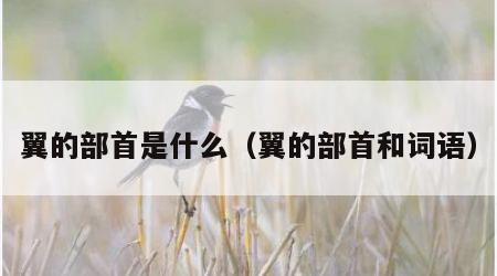 翼的部首是什么（翼的部首和词语）