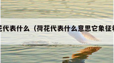 荷花代表什么（荷花代表什么意思它象征着什么）