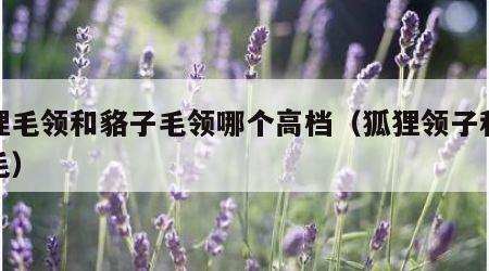 狐狸毛领和貉子毛领哪个高档（狐狸领子和貉子毛）