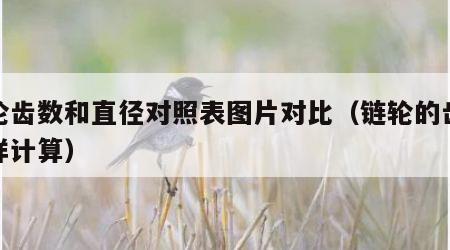 链轮齿数和直径对照表图片对比（链轮的齿数怎样计算）