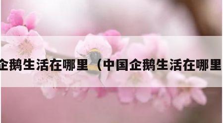 企鹅生活在哪里（中国企鹅生活在哪里）