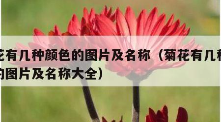 菊花有几种颜色的图片及名称（菊花有几种颜色的图片及名称大全）
