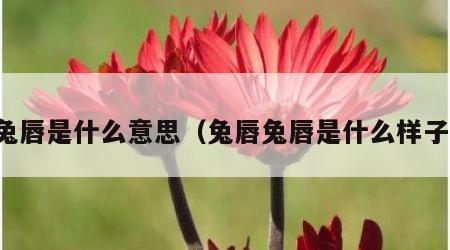 兔唇是什么意思（兔唇兔唇是什么样子）