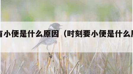 没有小便是什么原因（时刻要小便是什么原因）