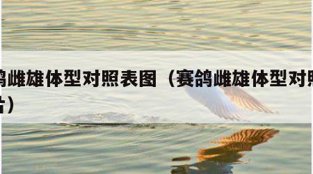 赛鸽雌雄体型对照表图（赛鸽雌雄体型对照表图片）