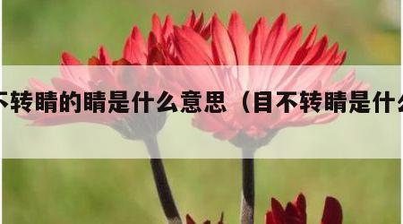 目不转睛的睛是什么意思（目不转睛是什么词）