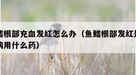 鱼鳍根部充血发红怎么办（鱼鳍根部发红是什么病用什么药）